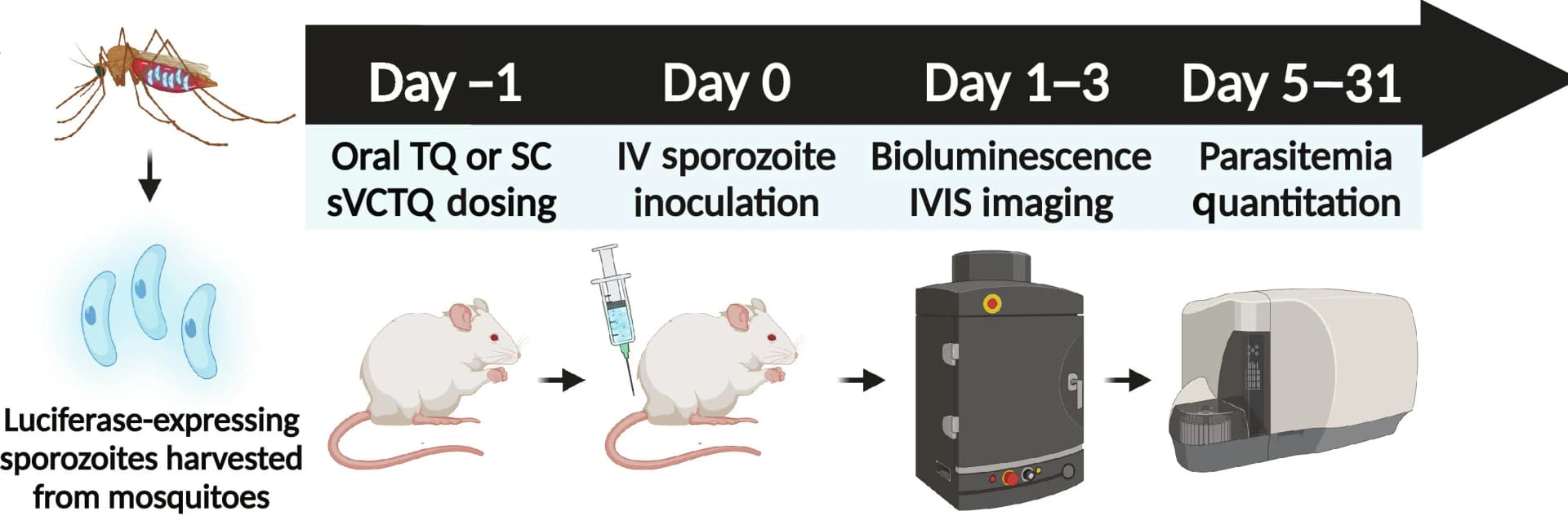 Open access visualization of Workflow, Illustration, pSVCTQ, Oral TQ, P. berghei model