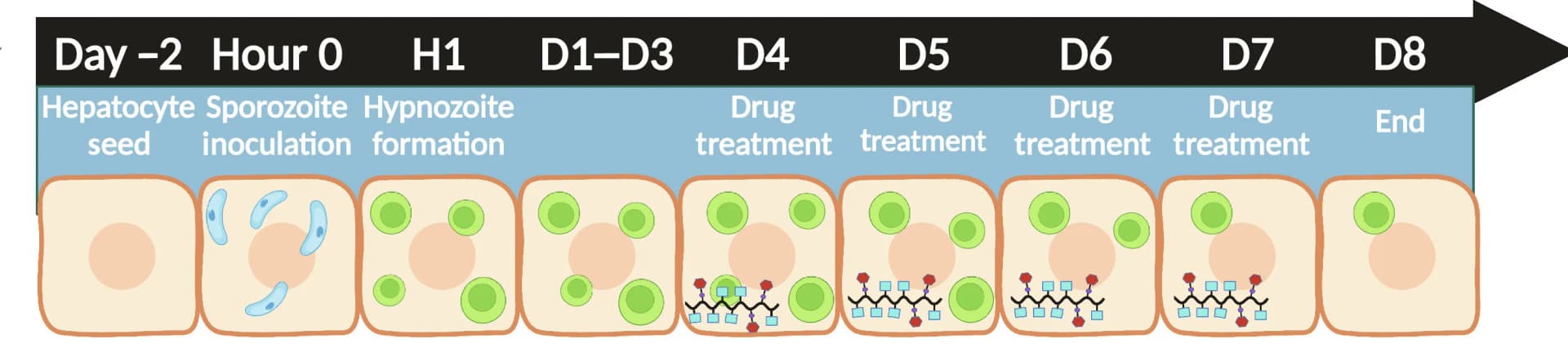 Open access visualization of Workflow, Illustration, Anti-hypnozoite Activity, P. cynomolgi, Rhesus