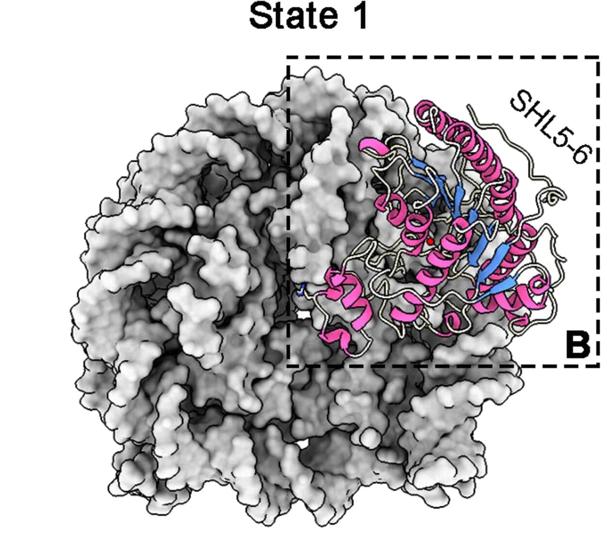 Open access visualization of Protein Structure, Deacetylase, Rpd3, Nucleosome, Structure