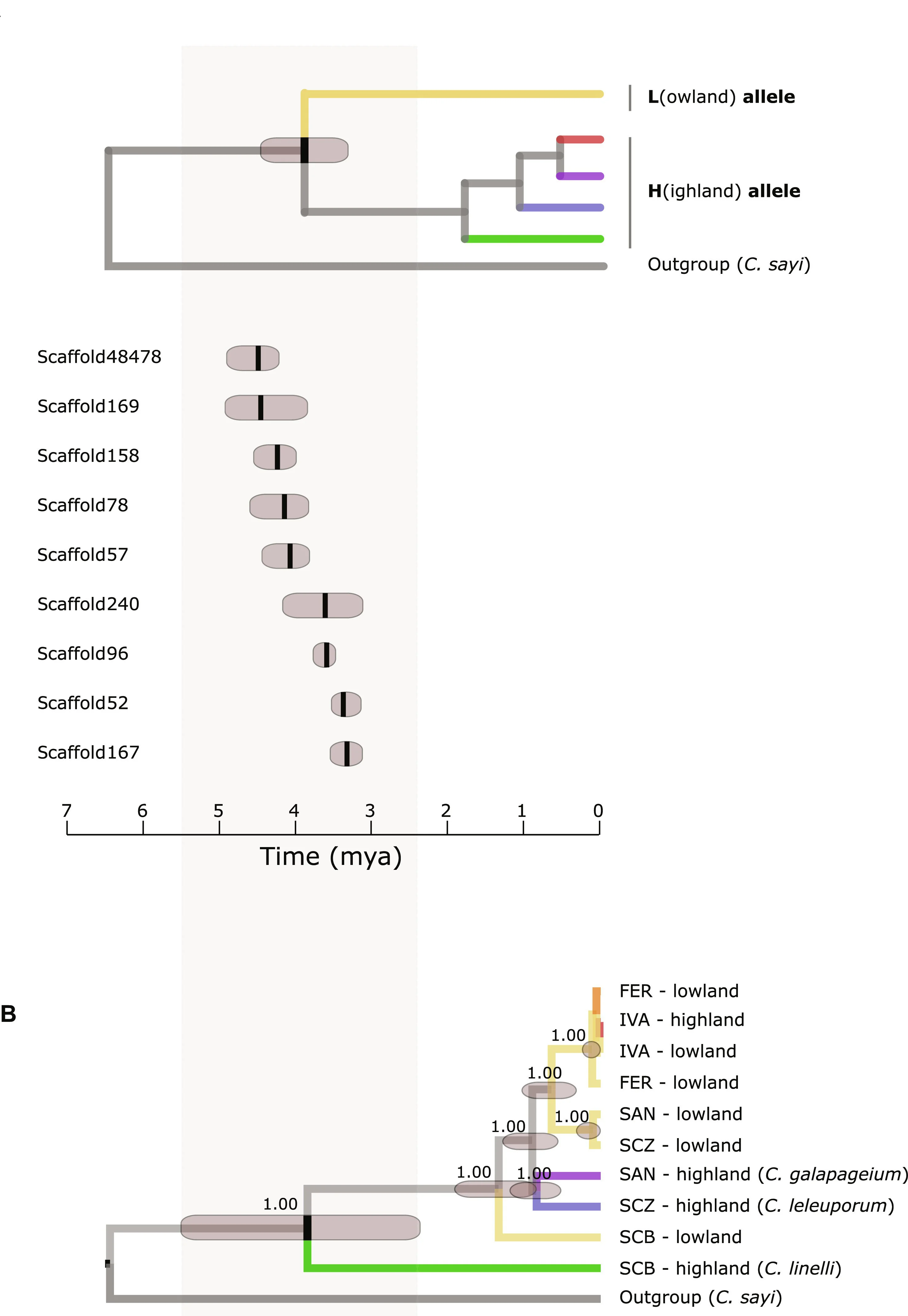 Open access visualization of Network, Pathway, Error Bars, Divergence Time, Highland Alleles