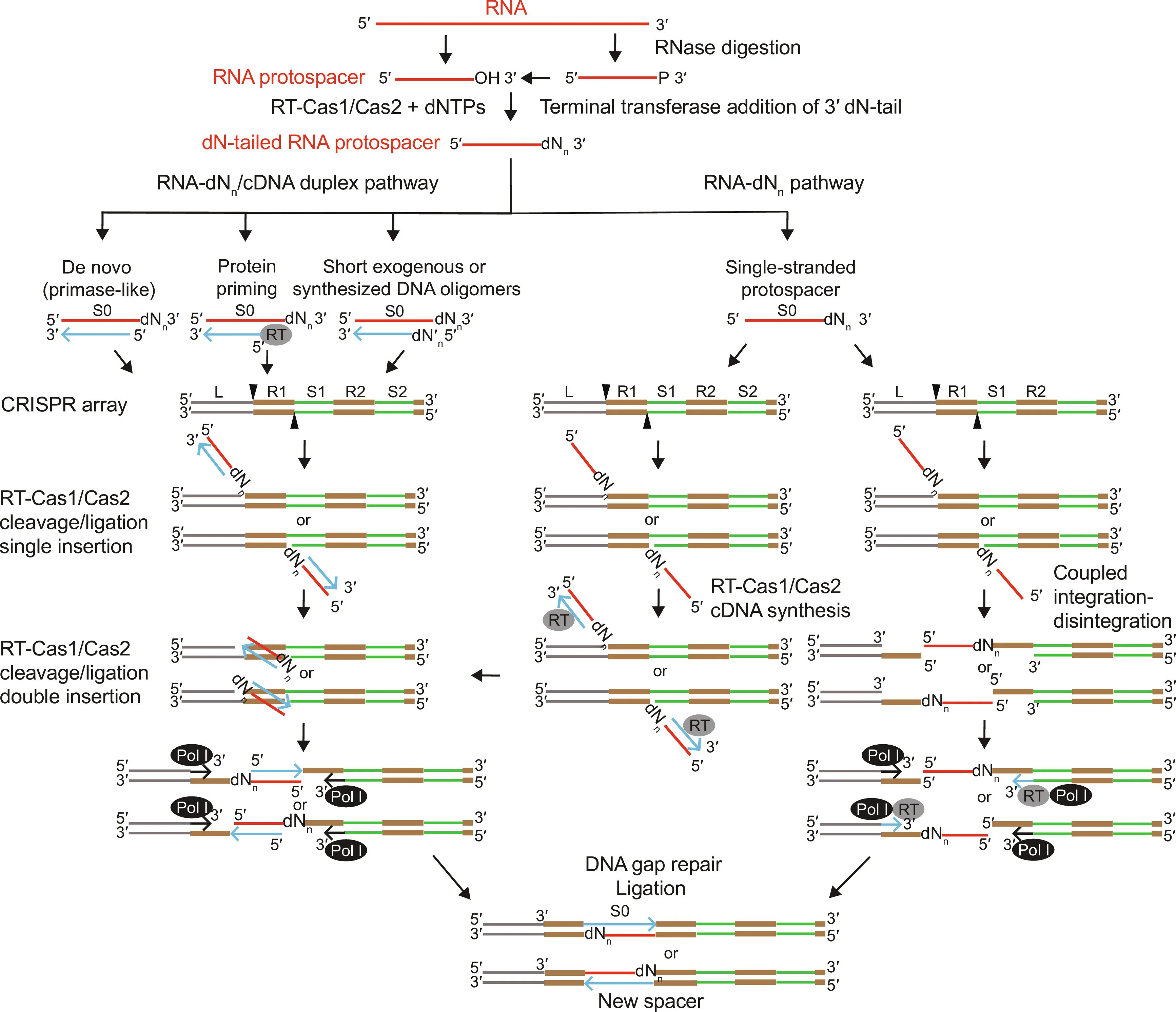 Open access visualization of Workflow, Flowchart, RNA Spacer Acquisition, RT-Cas1/Cas2 Proteins, Pathways