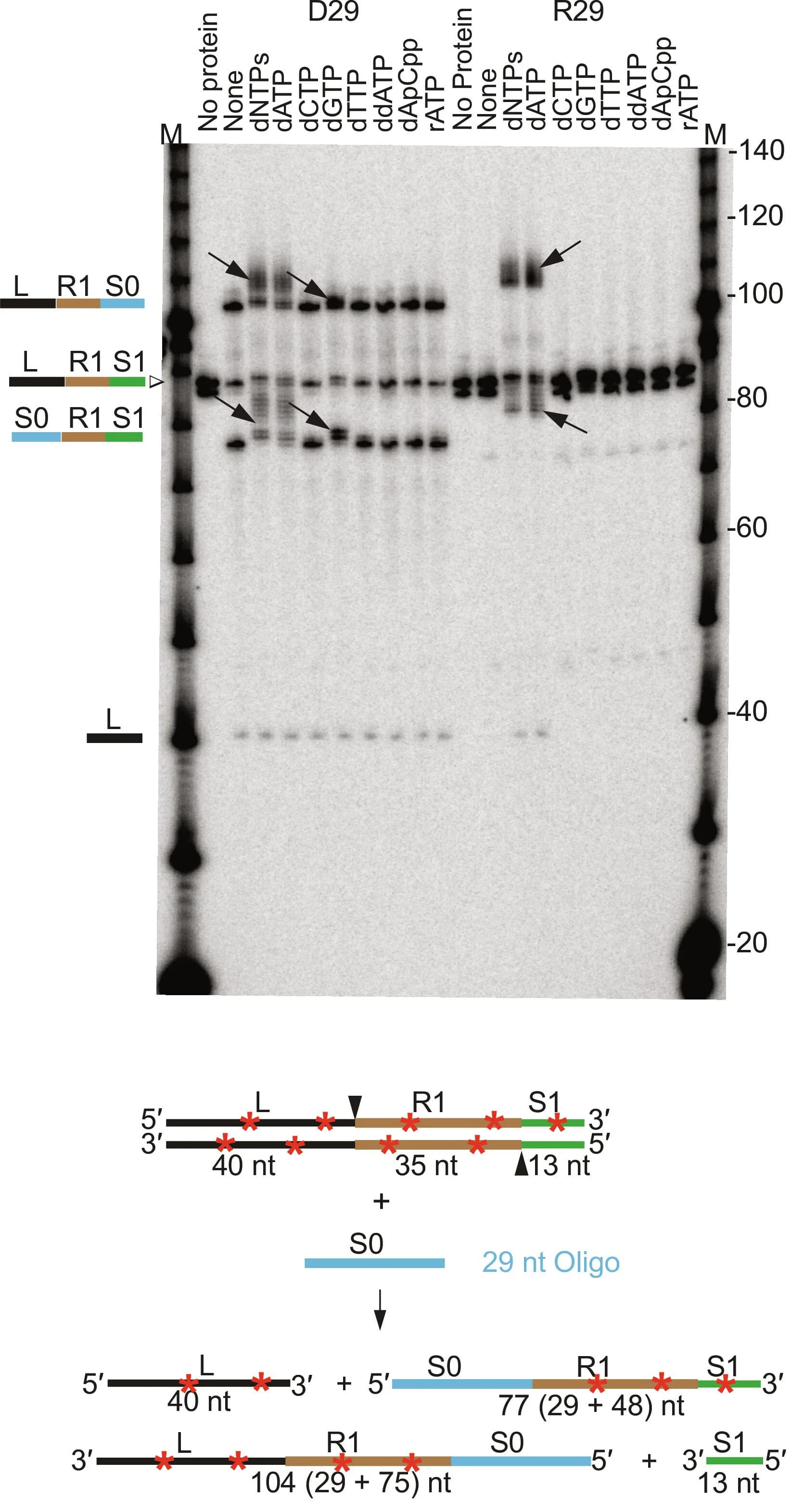 Open access visualization of Gel, Illustration, RNA, Protospacer, CRISPR