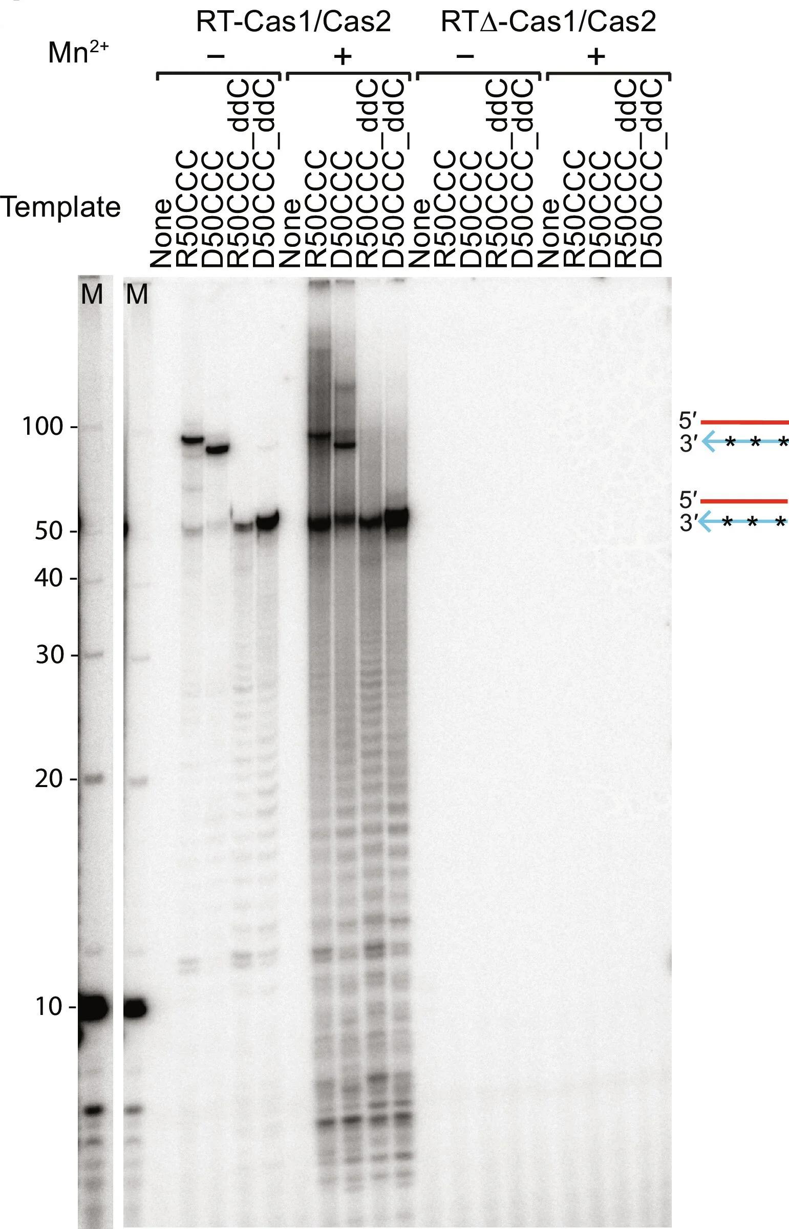 Open access visualization of Gel, RT-Cas1/Cas2, RNA, DNA, Templates