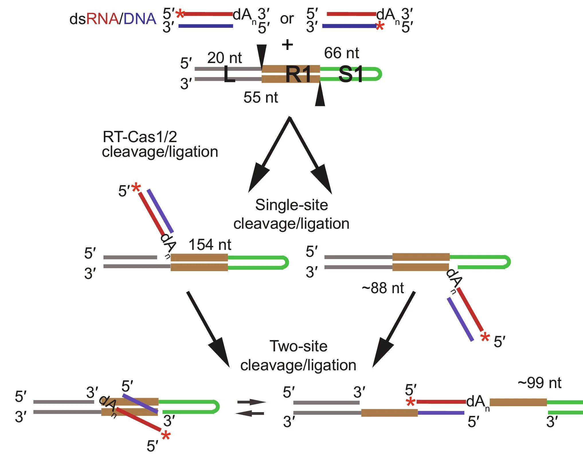 Open access visualization of Workflow, Flowchart, Illustration, Integration, RNA