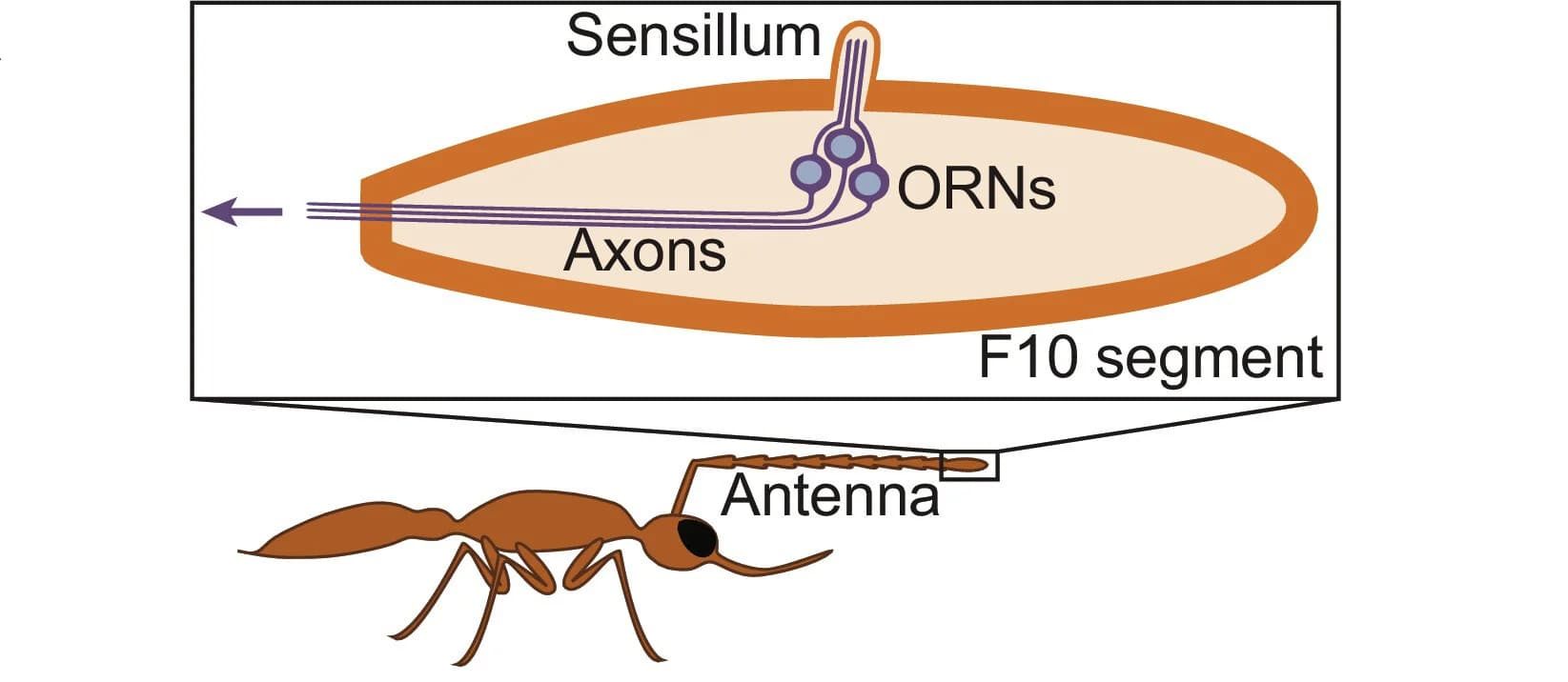 Open access visualization of Illustration, Cell Death, Orco Expression, Temporal Relationship
