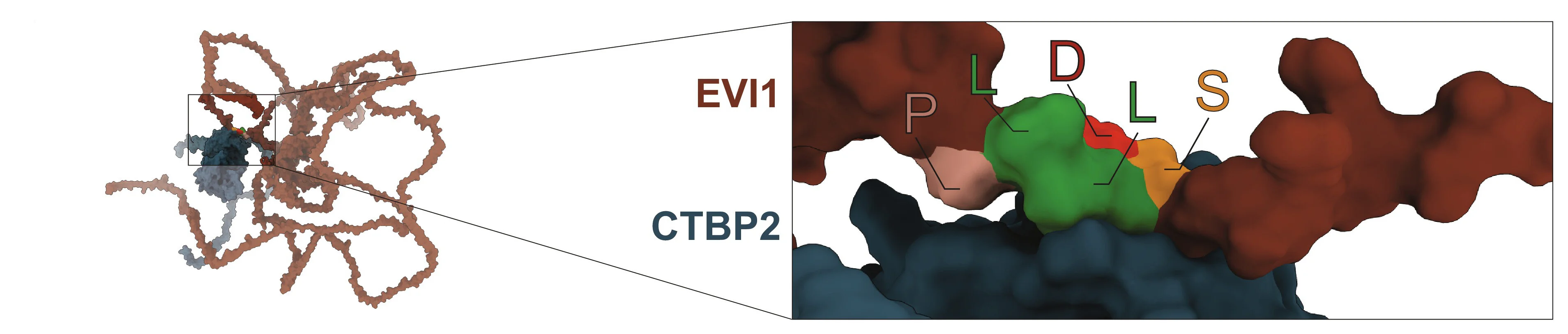 Open access visualization of 3D Plot, Protein Structure, Chemical Structure, EVI1, CTBP2