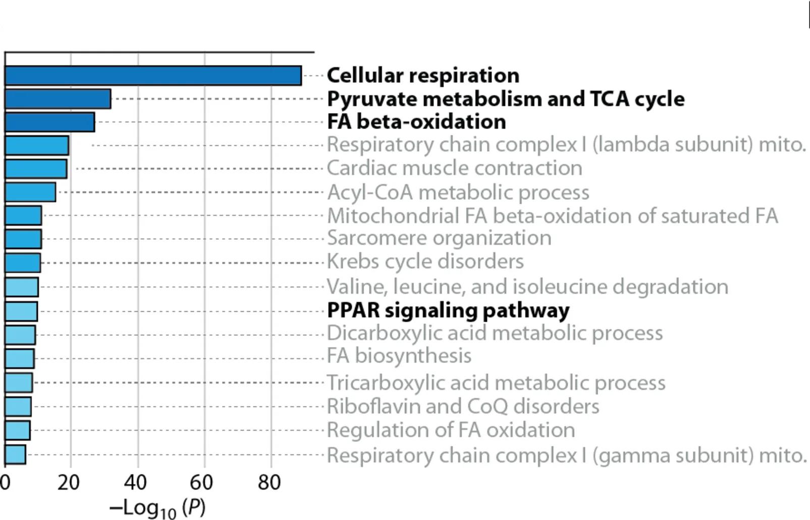 Open access visualization of Bar Plot, Hsdl2, PPARalpha