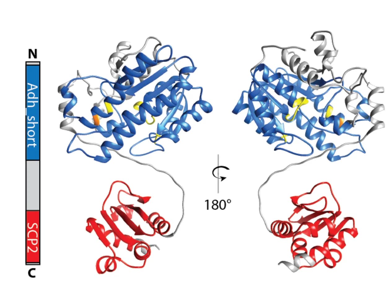 Open access visualization of Protein Structure, Illustration, Cholesterol, Bile Acids, FXR Activation