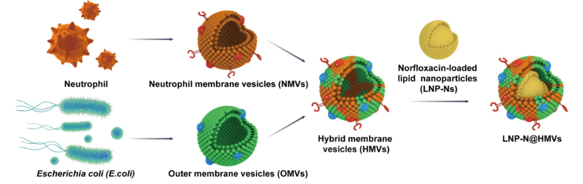 Open access visualization of Workflow, Illustration, LNP-N@HMVs, Schematic Illustration