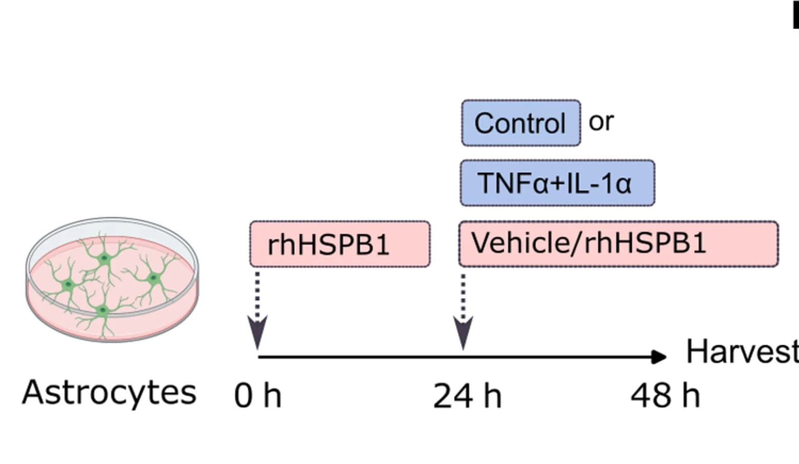 Open access visualization of Workflow, Illustration, Astrocyte, Inflammatory, rhHSPB1
