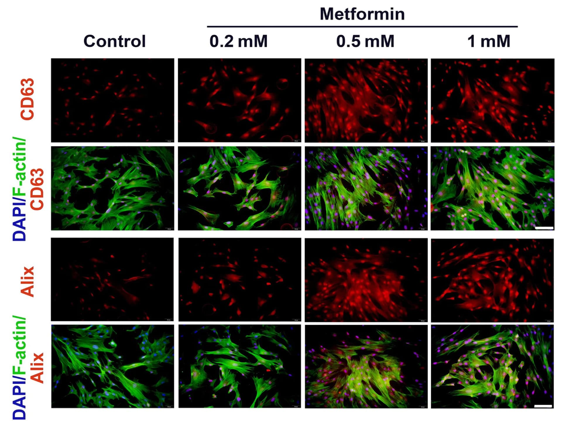 Open access visualization of Microscopy, Met-EV