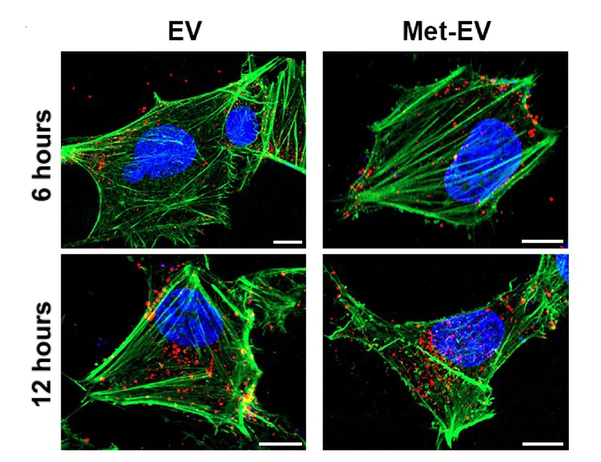 Open access visualization of Microscopy, Extracellular Vesicles, Cellular Senescence, Inflammation, Fibroblasts