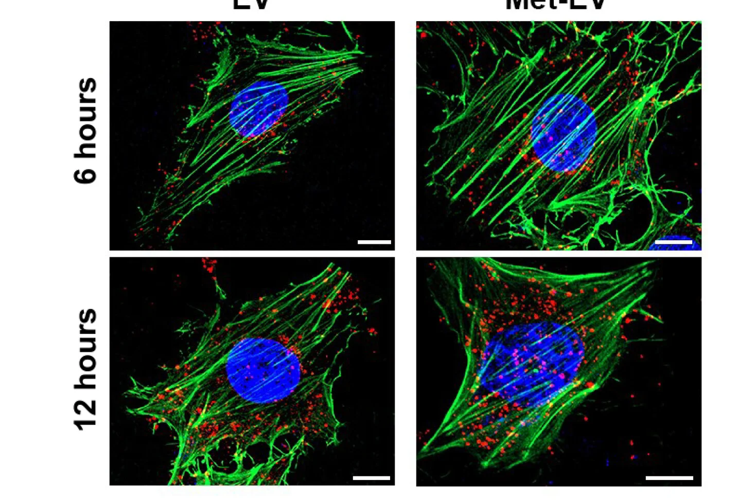 Open access visualization of Microscopy, Extracellular Vesicles, Cellular Senescence, Inflammation, Endothelial Cells