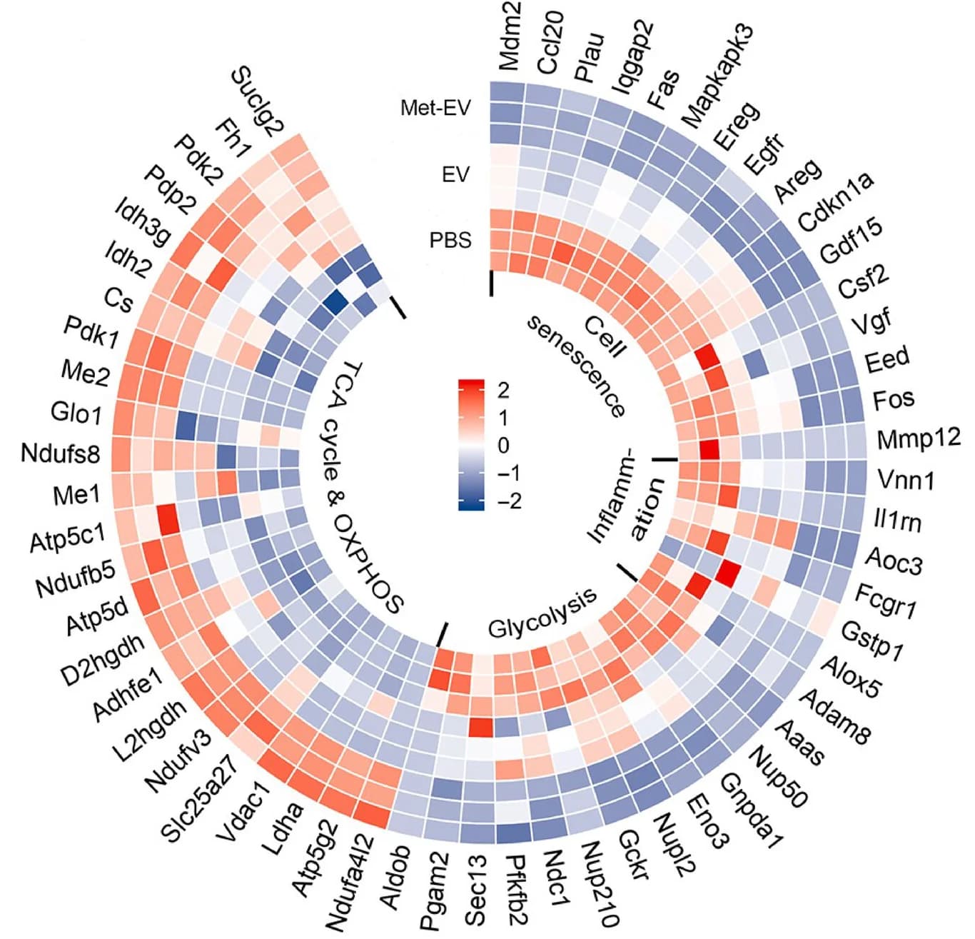 Open access visualization of Heatmap, Clustered, Met-EV, Cellular Metabolic Reprogramming, Mitochondria Functions