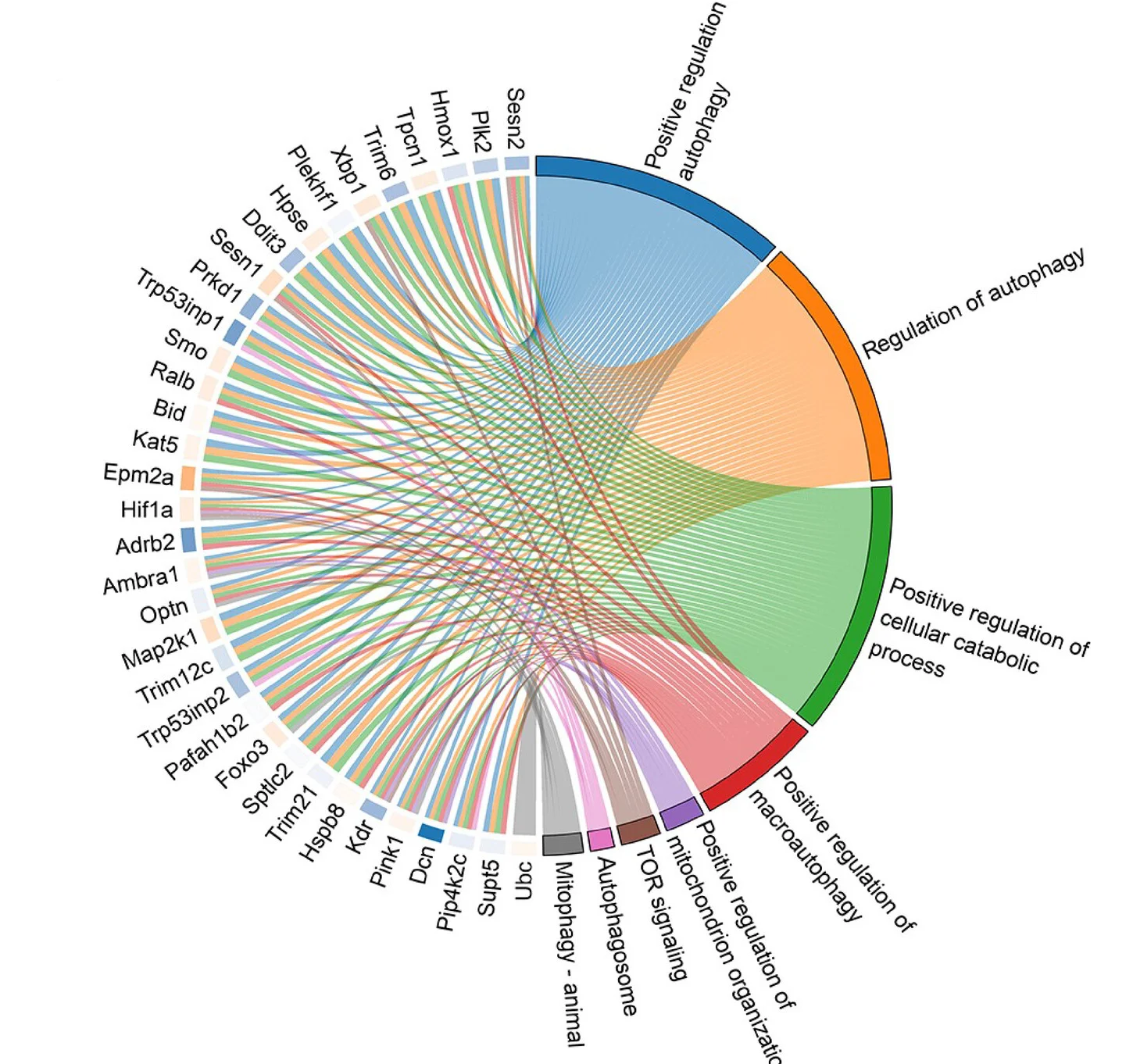 Open access visualization of Chord, Mitophagy, Cell Senescence, Extracellular Vesicles