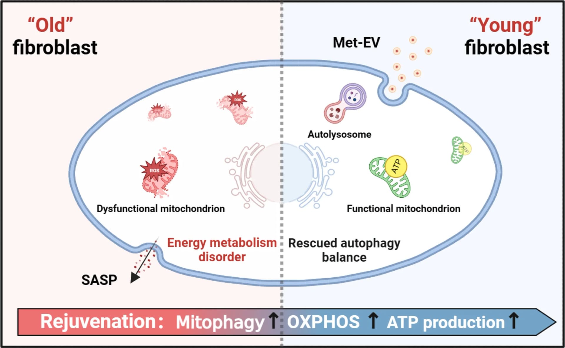 Open access visualization of Workflow, Illustration, Schematic Diagram, Met-EV, Biological Performance