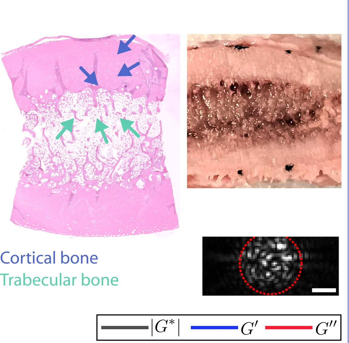 Open access visualization of Microscopy, Photo, Viscoelastic Spectra, Compact Bone, Trabecular Bone
