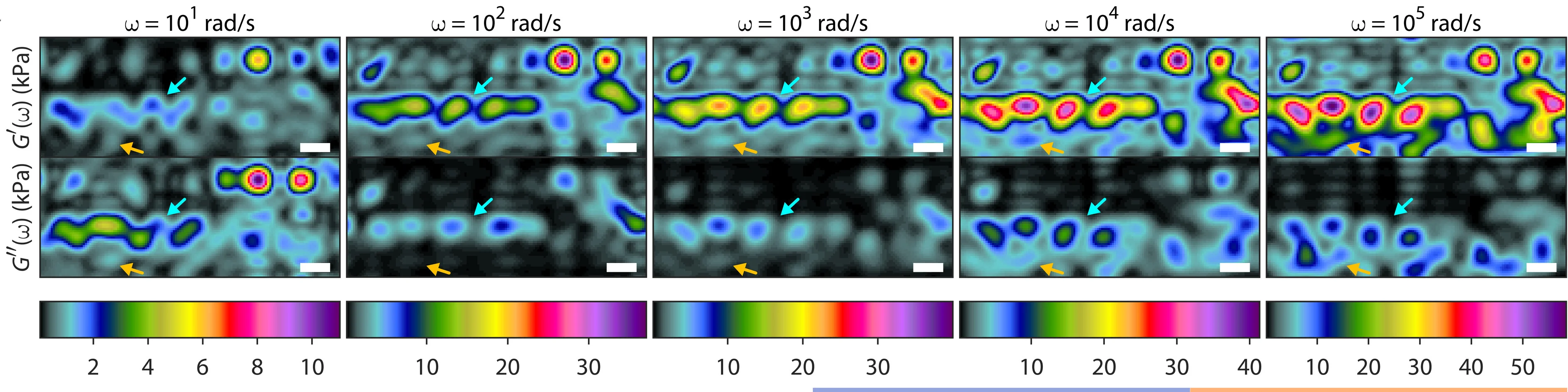 Open access visualization of Heatmap, Micromechanical Mapping, Viscoelastic Spectra, Breast Tumor, Microenvironment