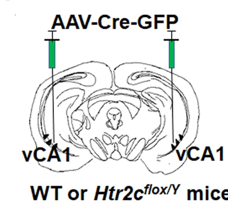 Open access visualization of Illustration, 5-HT 2C Rs, vCA1, Neural Plasticity, Cognition