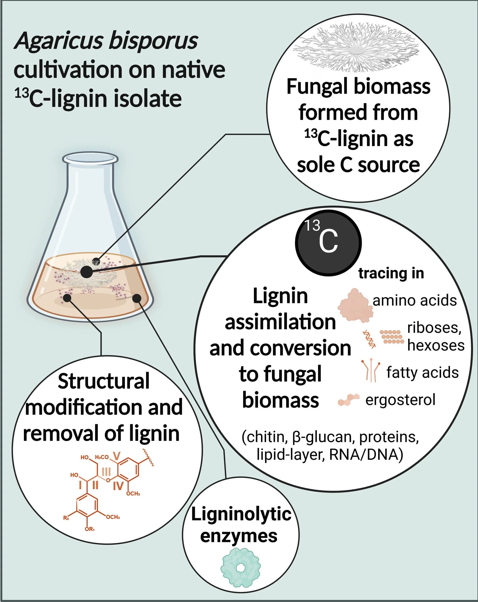 Open access visualization of Workflow, Illustration, Lignin, A. Bisporus, Delignification