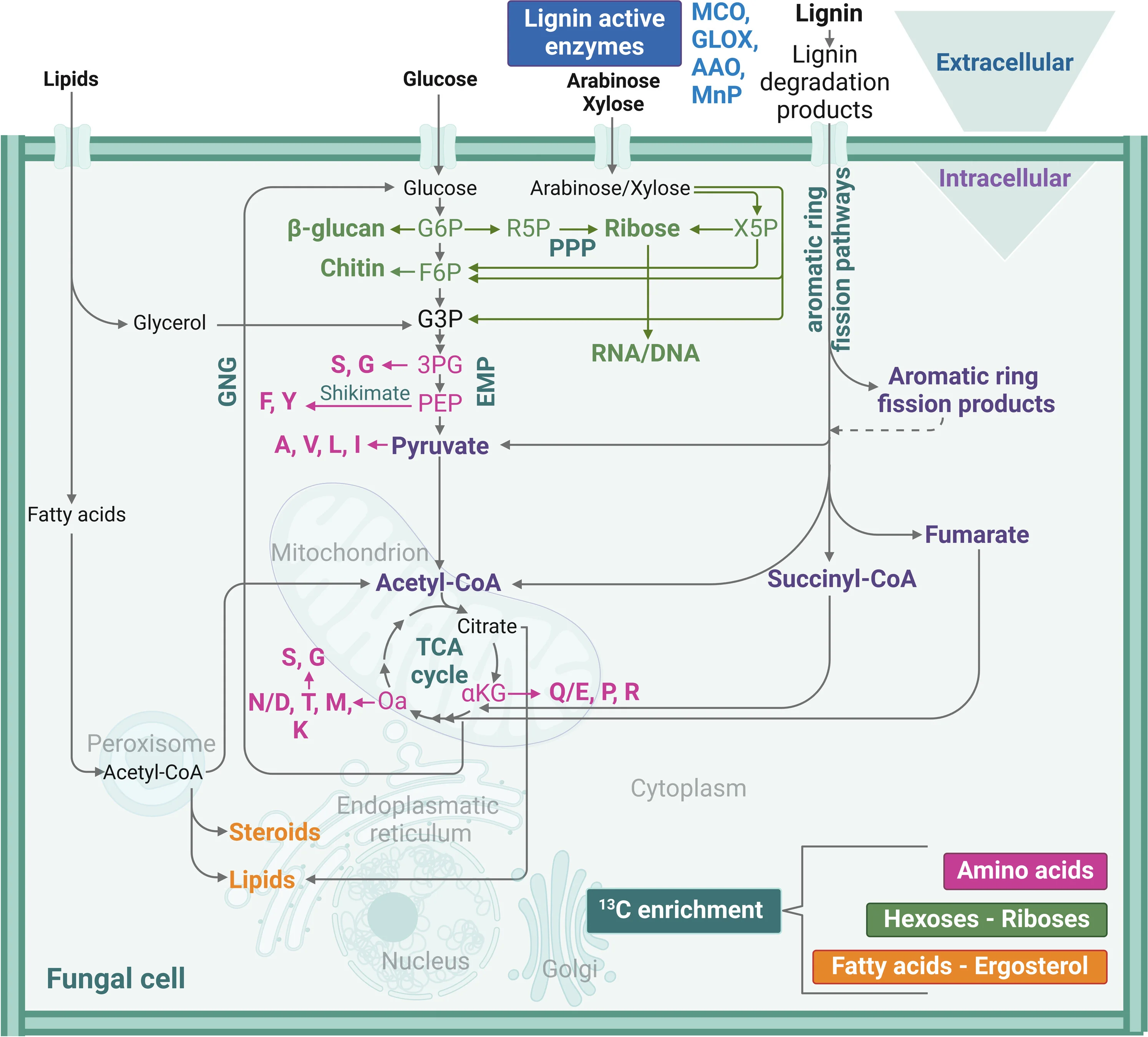 Open access visualization of Workflow, Flowchart, Extracellular Enzymes, Intracellular Pathways, Lipids