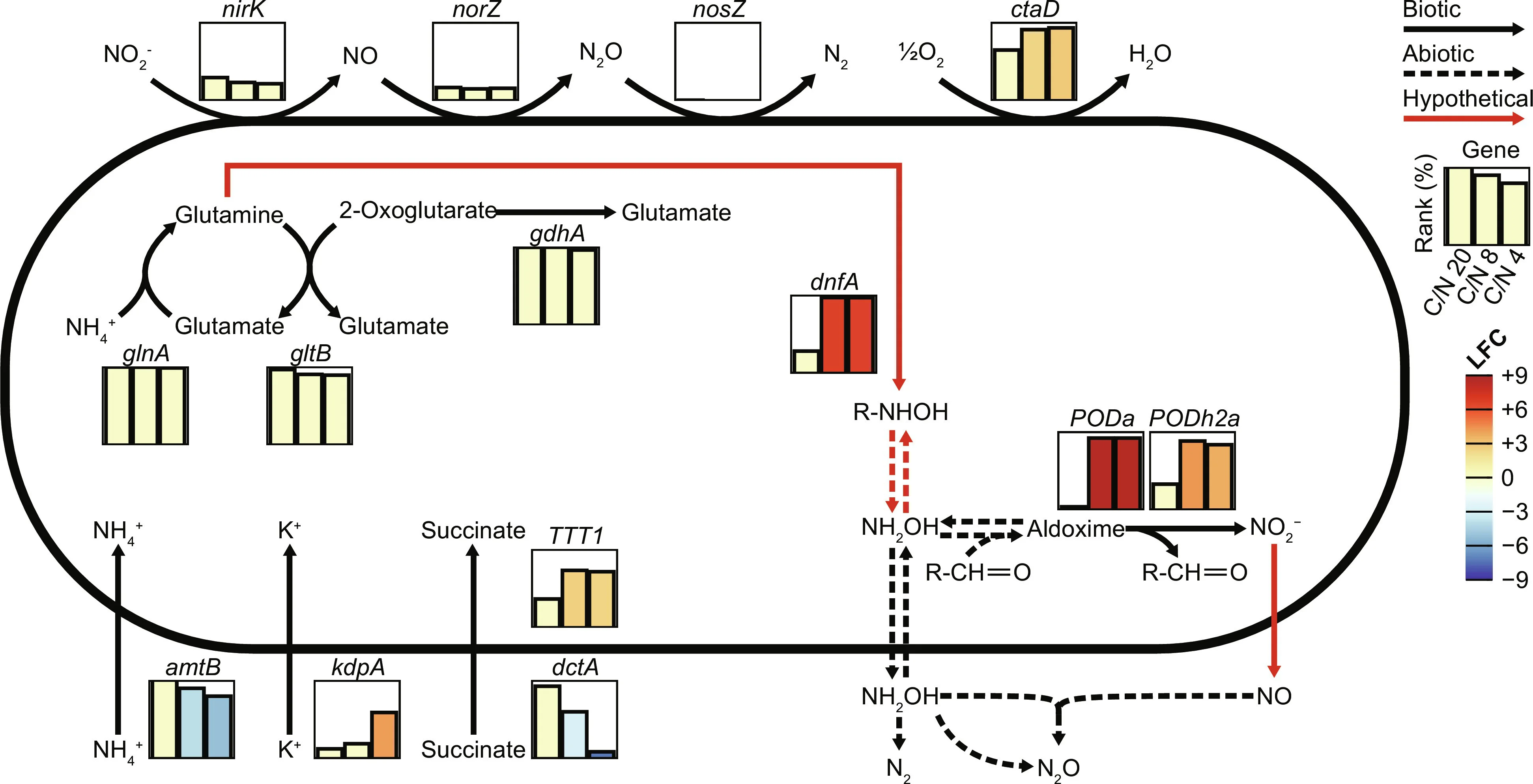 Open access visualization of Workflow, Bar Plot, Gene Expression Analysis, Nitrogen Metabolism, A. faecalis