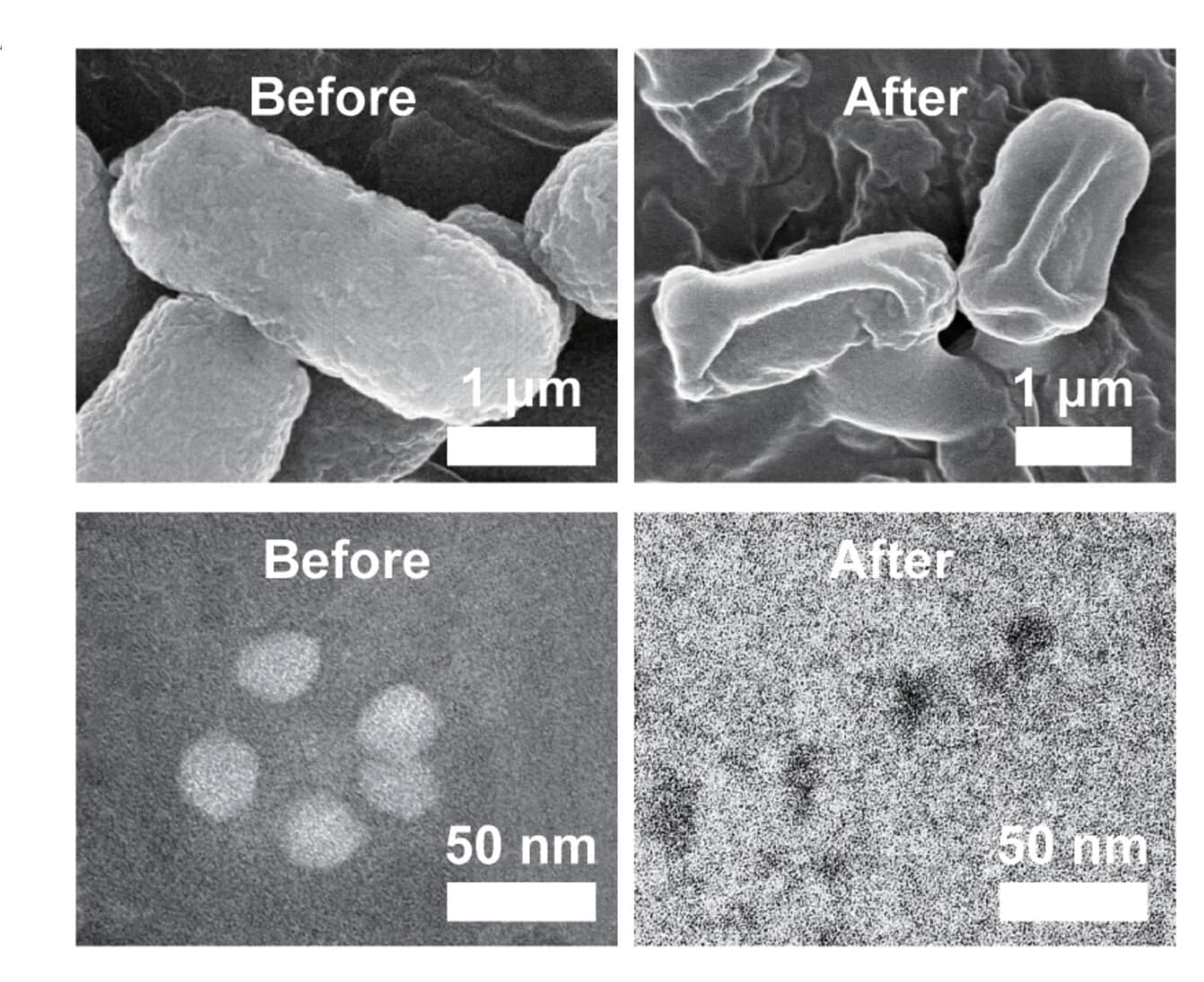 Open access visualization of Microscopy, Antimicrobial Mechanism, TCD Device