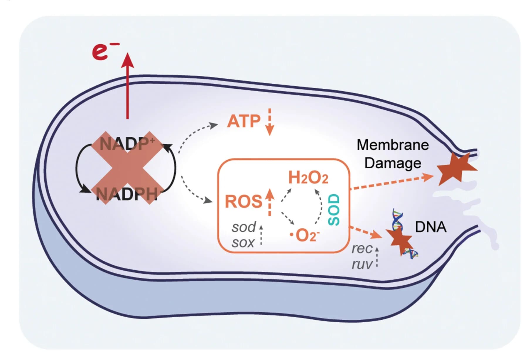 Open access visualization of Workflow, Illustration, Antimicrobial Mechanism, TCD Device, Potential Application