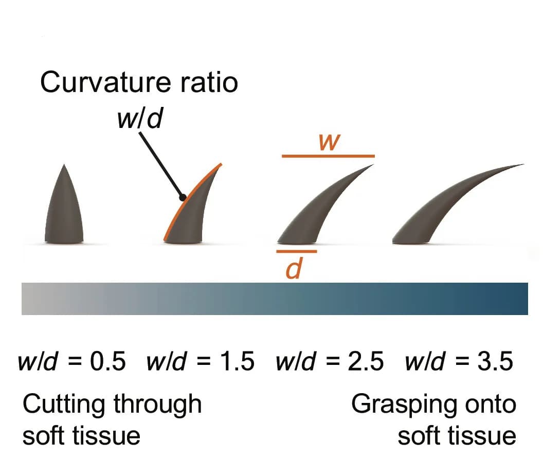 Open access visualization of Illustration, Single Teeth, Optimization