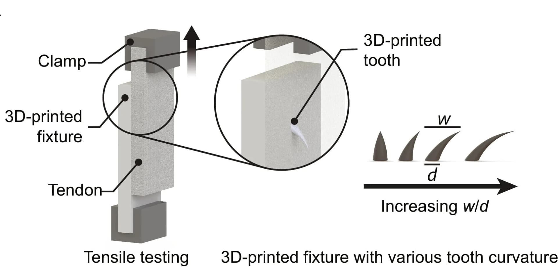 Open access visualization of Illustration, Mechanical Characterization, Single Teeth, Curvature Ratios