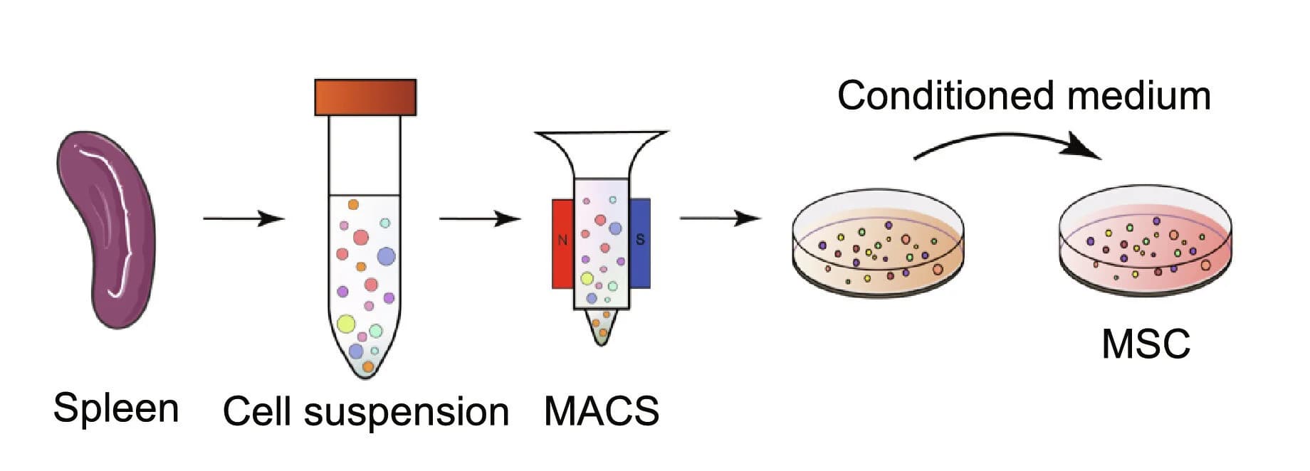 Open access visualization of Workflow, Illustration, NKT Cells, Osteogenic Differentiation, MSC