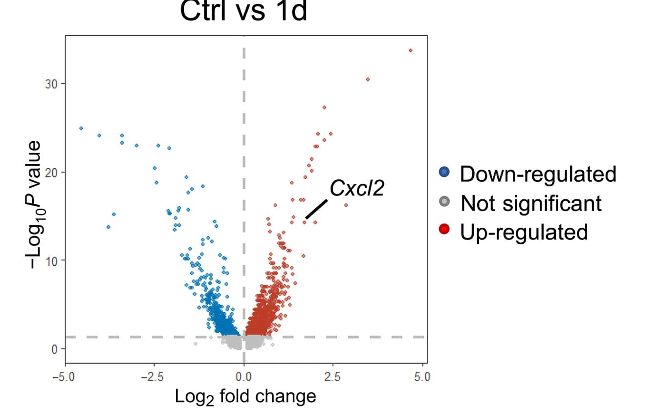 Open access visualization of Volcano Plot, CXCL2, NKT Cells