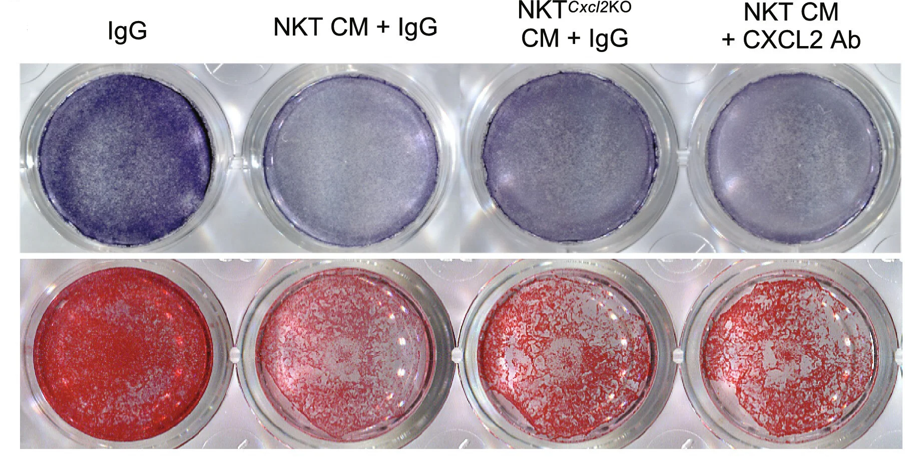 Open access visualization of Photo, Gel, CXCL2, Alveolar Bone Regeneration