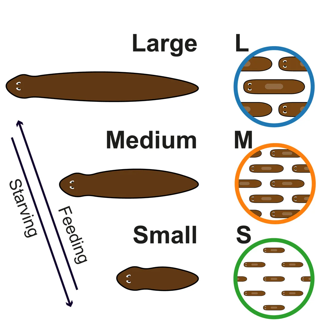 Open access visualization of Illustration, Animal Selection, Measurement, Single-Cell Transcriptomic