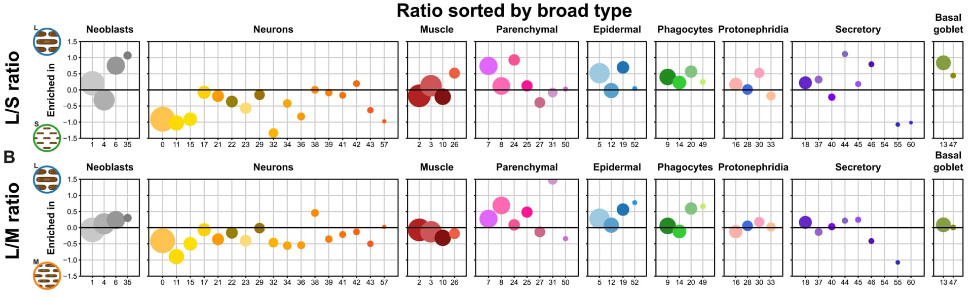 Open access visualization of Bubble Plot, Scatter Plot, Cell Proportions, Anatomical Features