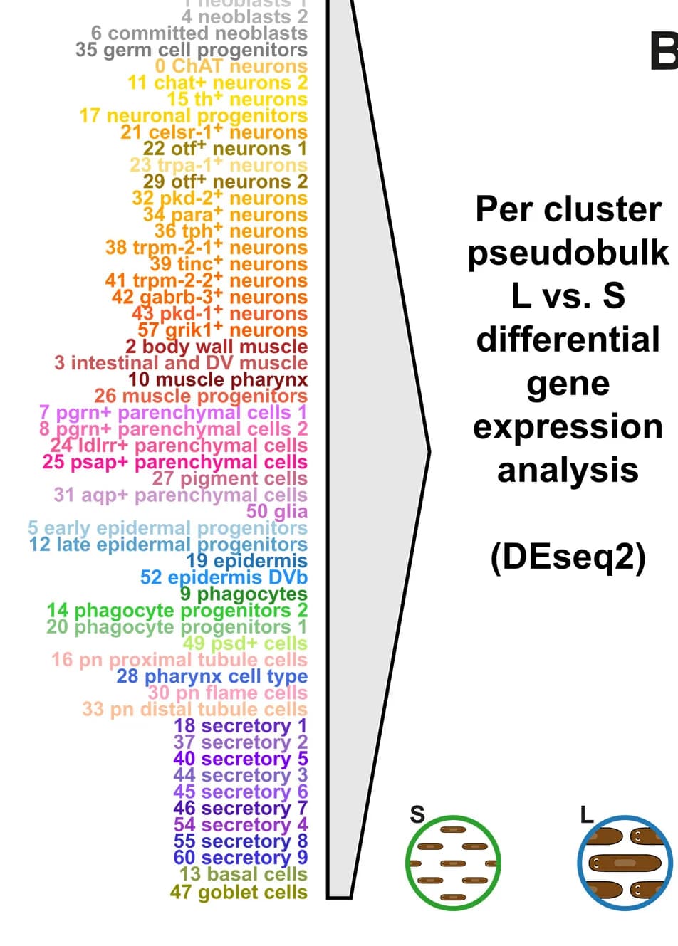 Open access visualization of Illustration, Workflow, Gene Modules, Planarians, Cell Type