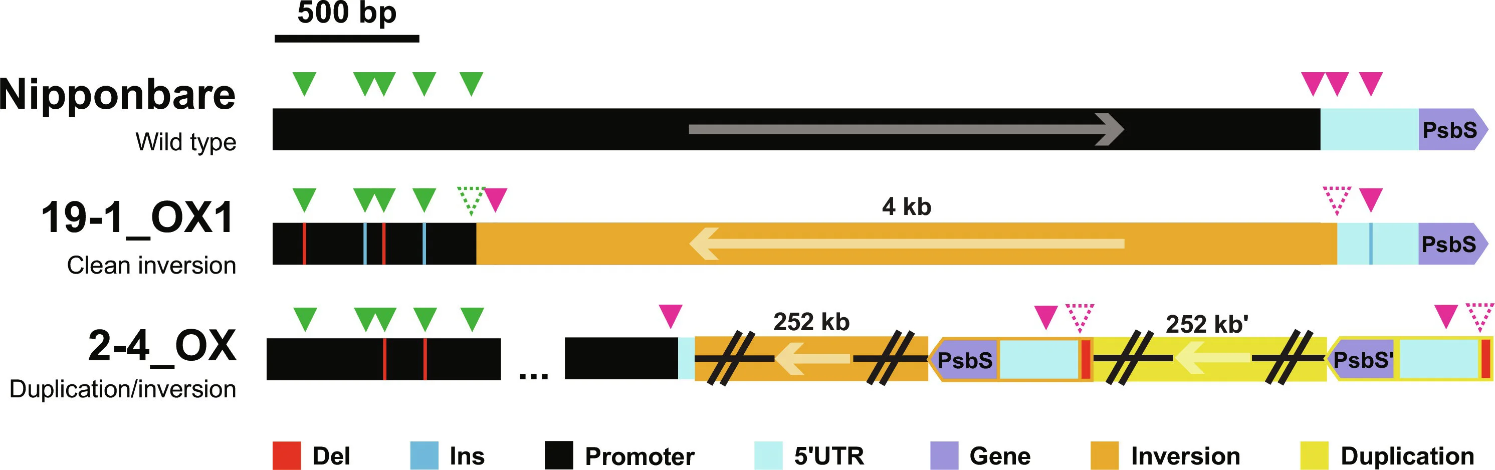 Open access visualization of Illustration, Long-read sequencing, Whole-genome sequencing, Alleles, OsPSBS1