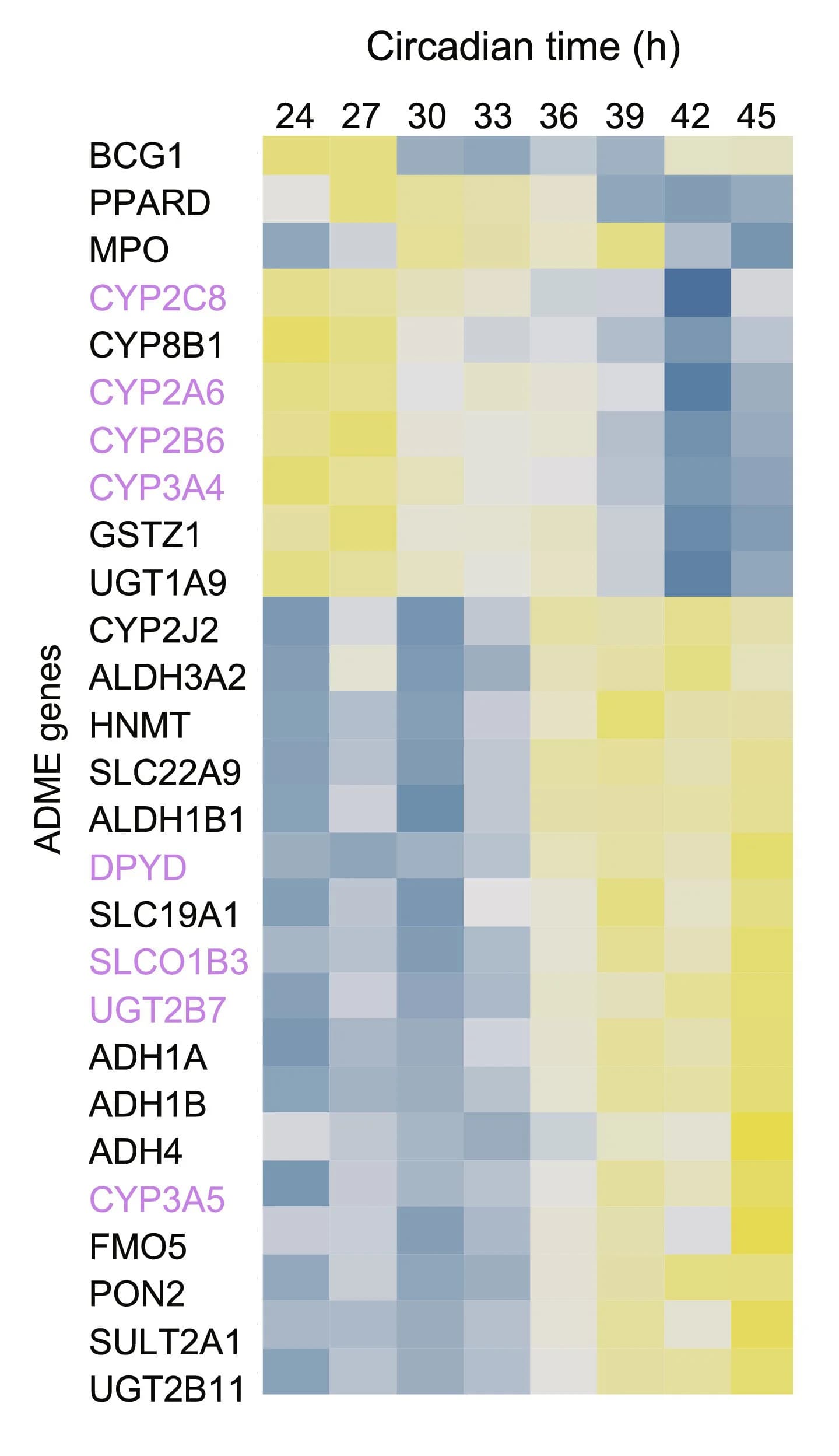Open access visualization of Heatmap, Drug Metabolism, Circadian Rhythm, Primary Human Hepatocytes