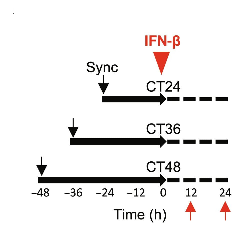 Open access visualization of Workflow, Flowchart, Circadian Rhythm, Hepatocyte, Inflammatory Response