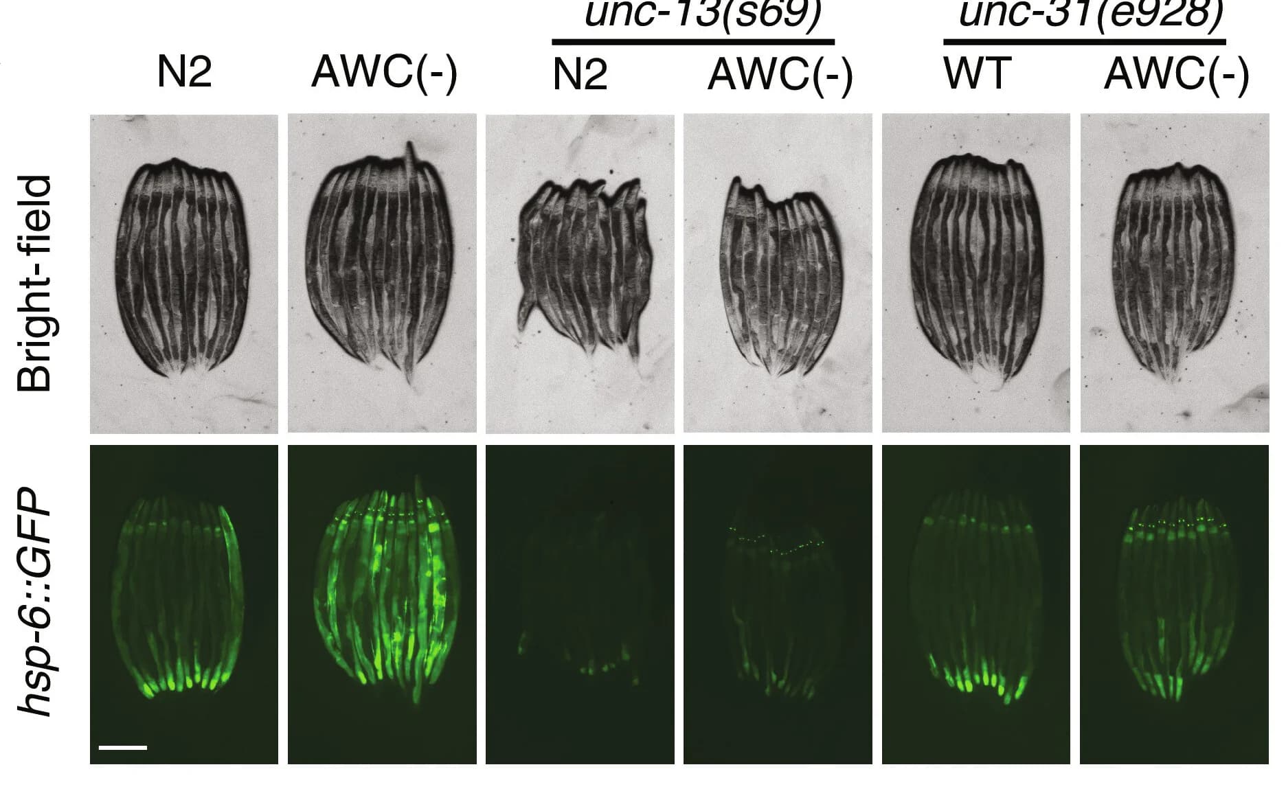 Open access visualization of Microscopy, AWC Neurons, Mitochondria, Neurotransmission