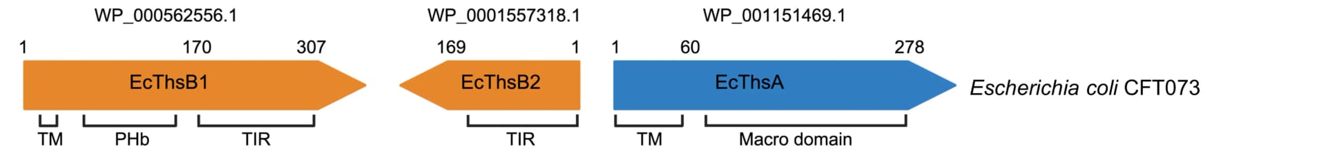 Open access visualization of Illustration, EcThsA Macro, ADPR