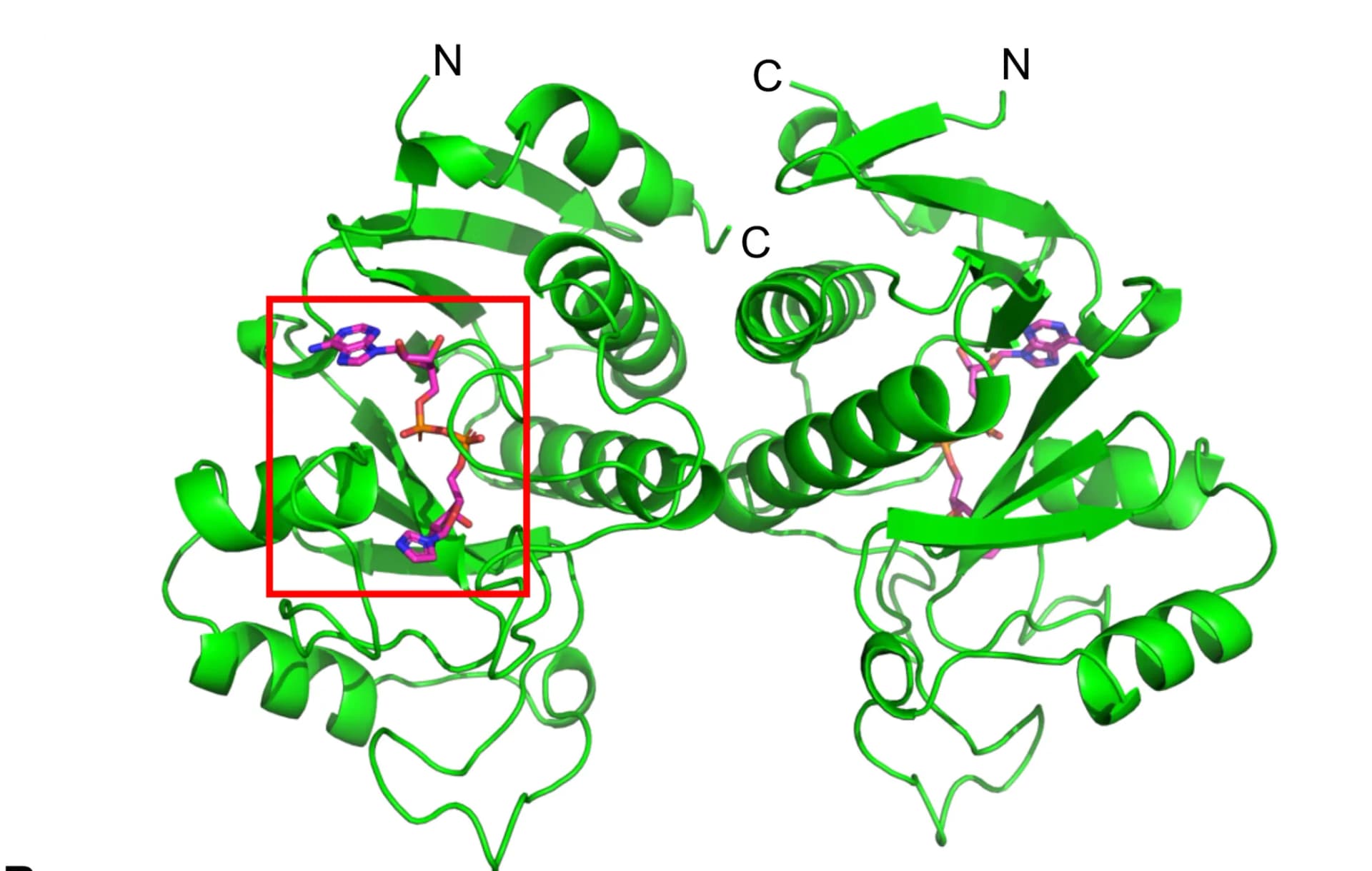 Open access visualization of Protein Structure, ThsA, Macro Domains, IAD