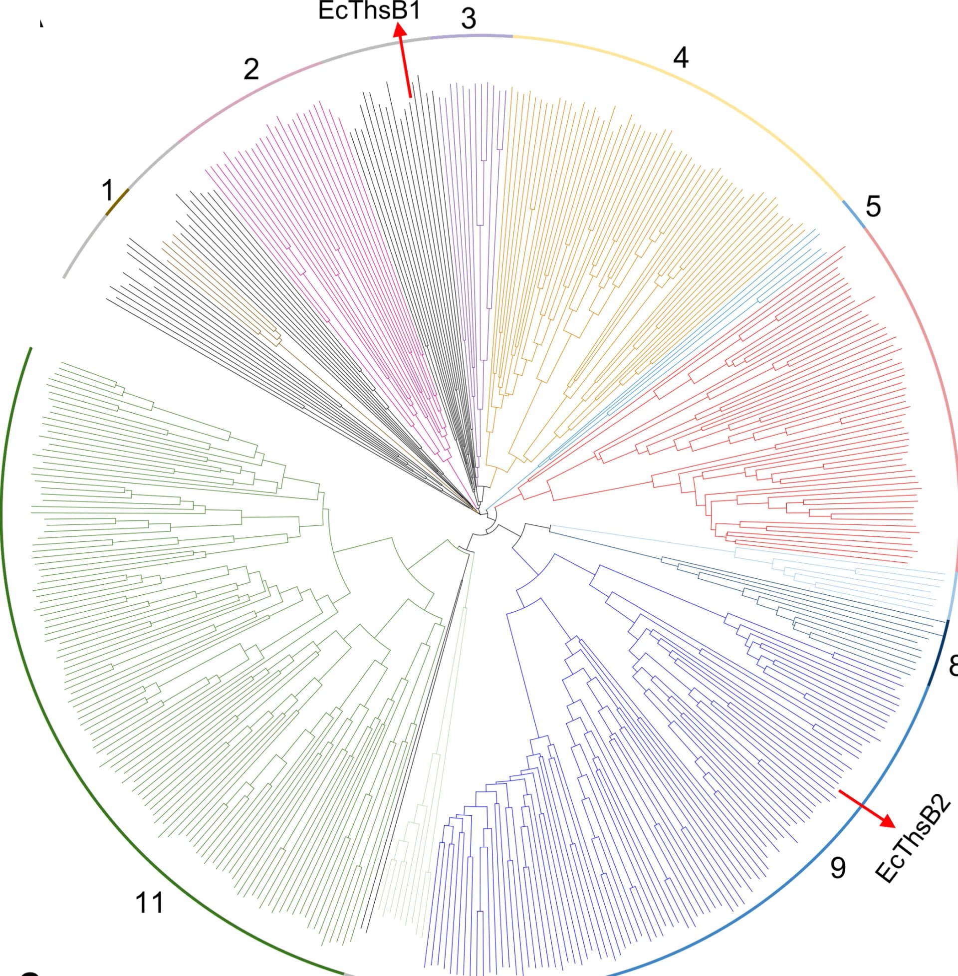 Open access visualization of Network, Pathway, AlphaFold2, Predicted Structures, ThsB Proteins