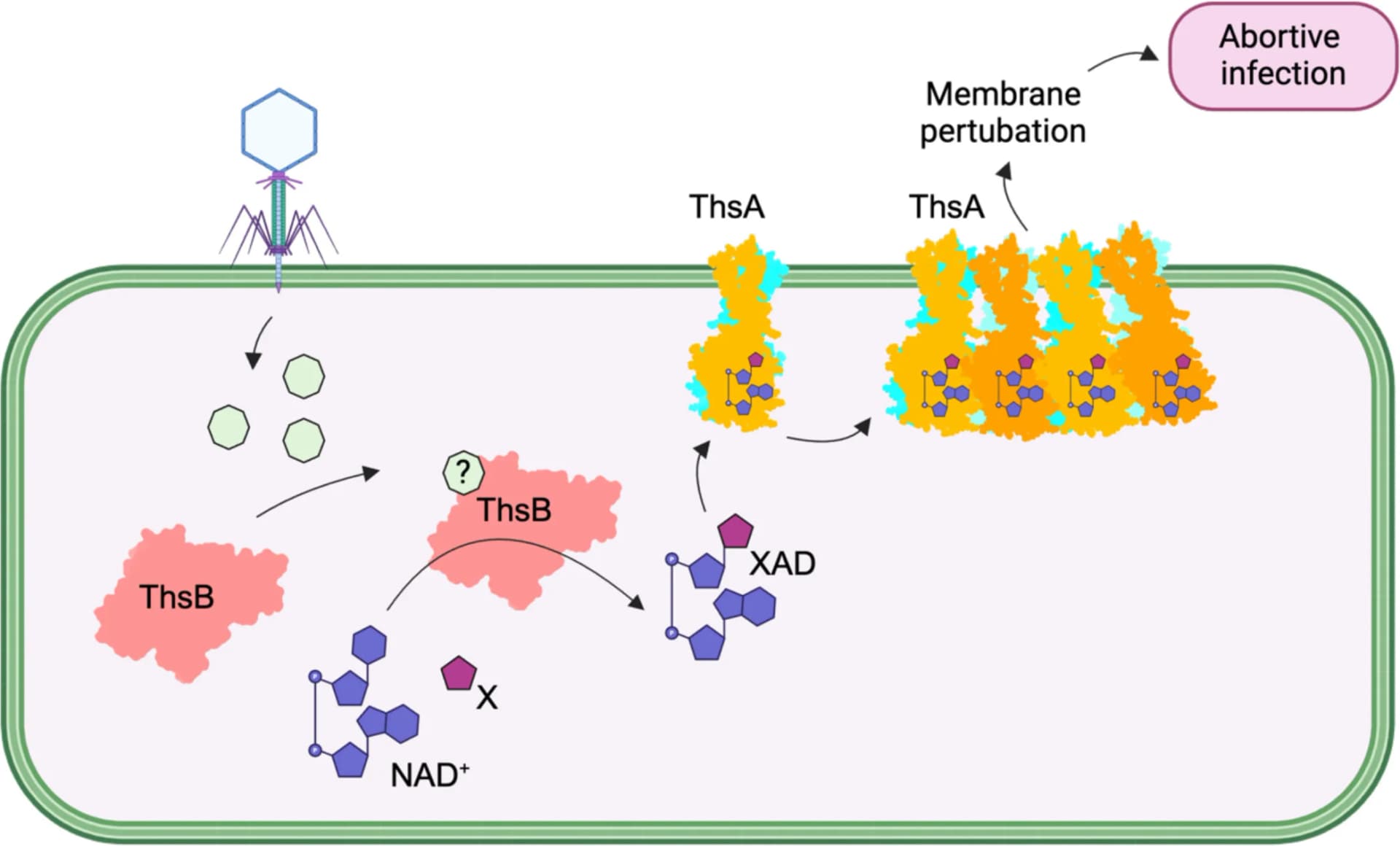 Open access visualization of Workflow, Illustration, Thoeris Defense Systems, ThsA Effector, Mechanism of Action