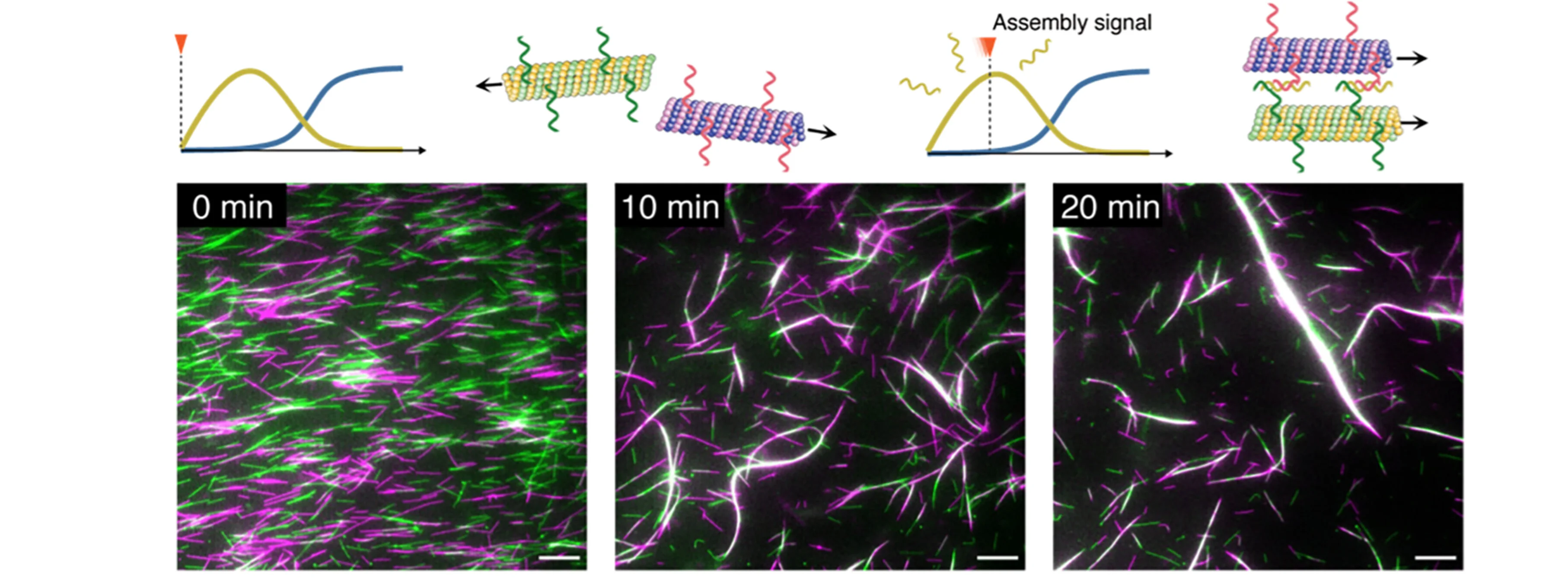 Open access visualization of Microscopy, Line Plot, Microtubules, Association, Dissociation