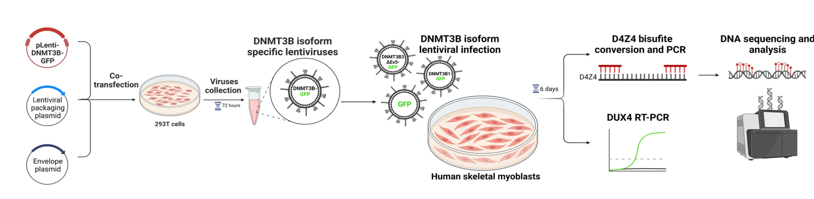 Open access visualization of Workflow, Flowchart, Line Plot, DNMT3B1 Isoform, Methylation