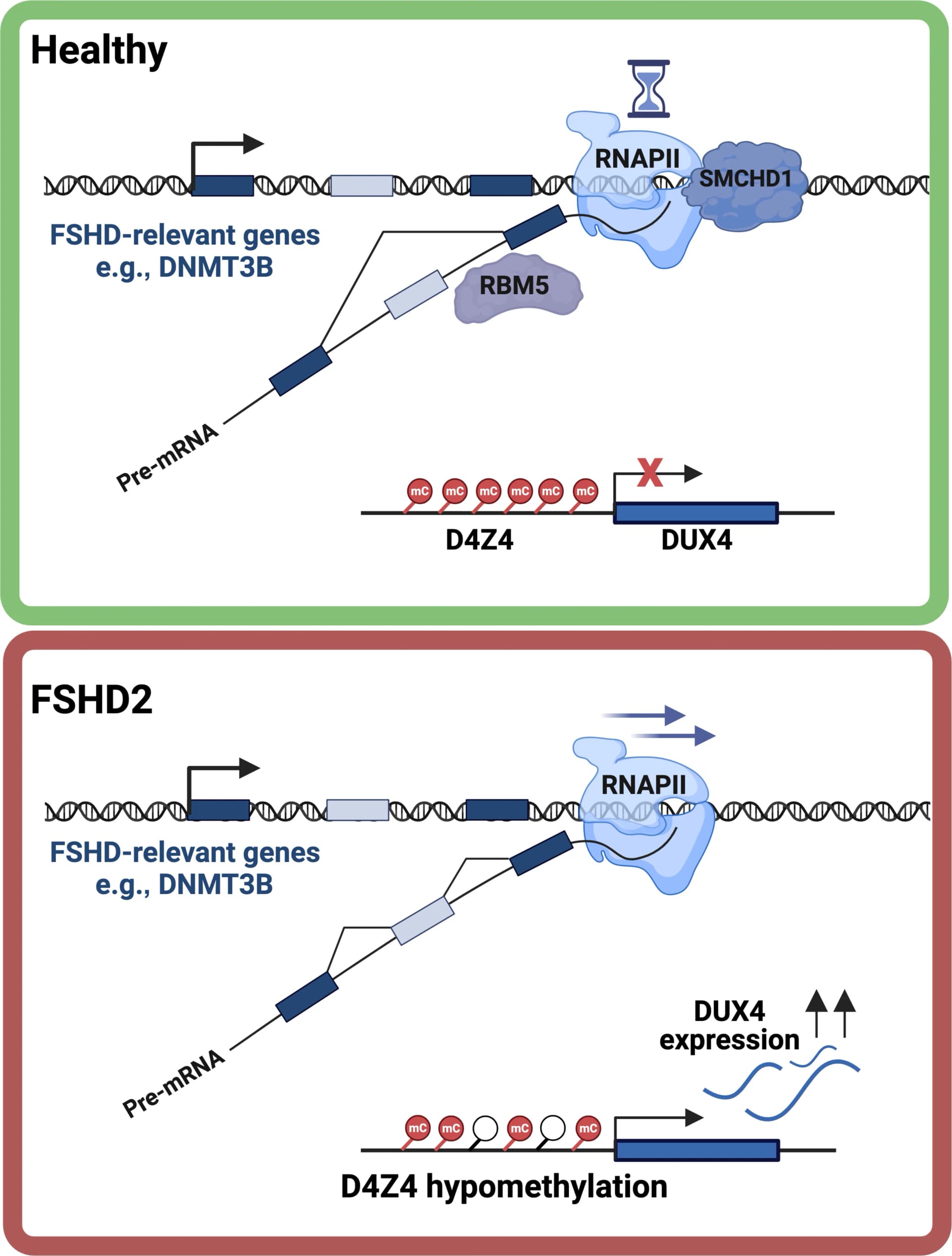 Open access visualization of Workflow, Illustration, SMCHD1, FSHD2, Splicing