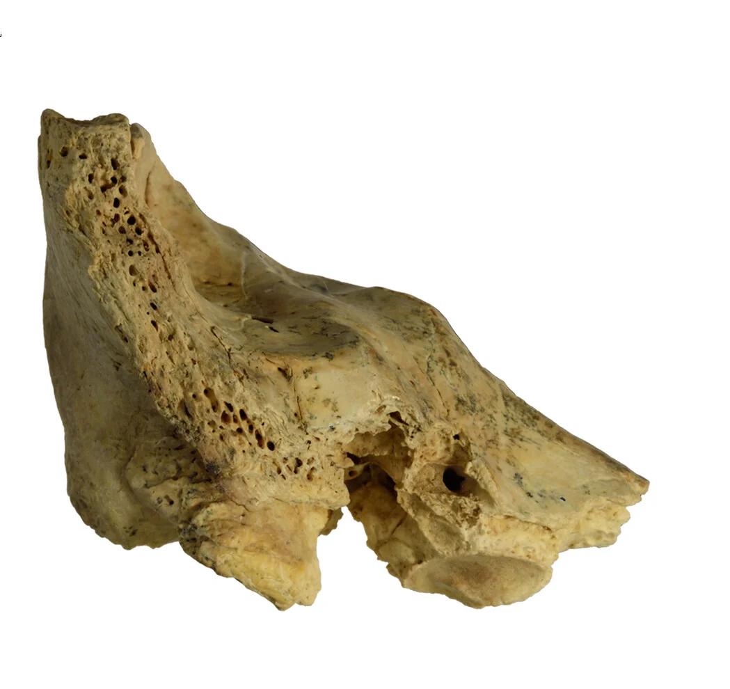 Open access visualization of Photo, Fossil, 3D Model