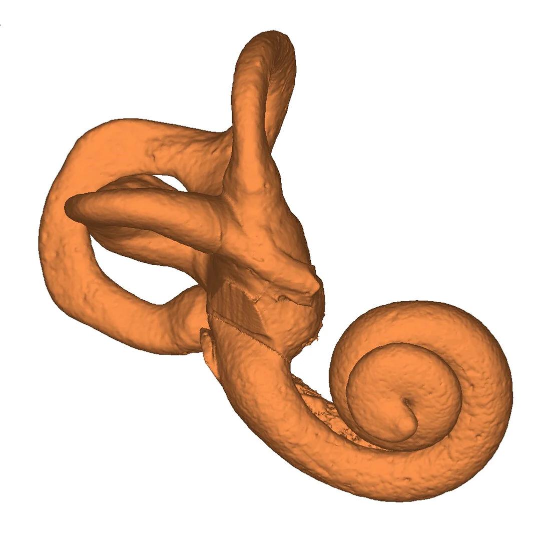 Open access visualization of 3D Plot, 3D Model, Inner Ear