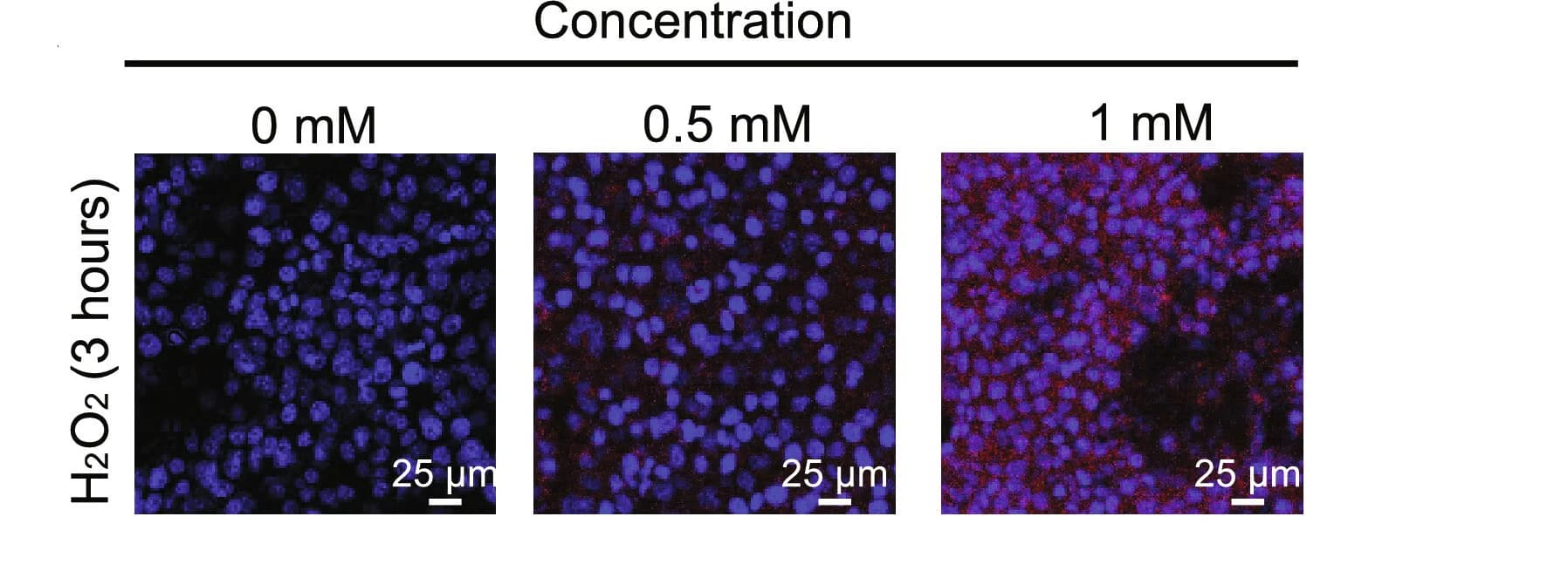 Open access visualization of Microscopy, Live Cells, Mice, Imaging, H2O2